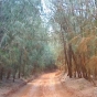 - Kanepuu Preserve